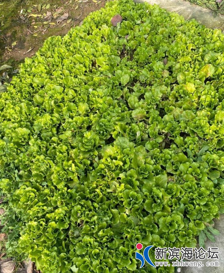 微信图片_20200203165835 - 副本.jpg