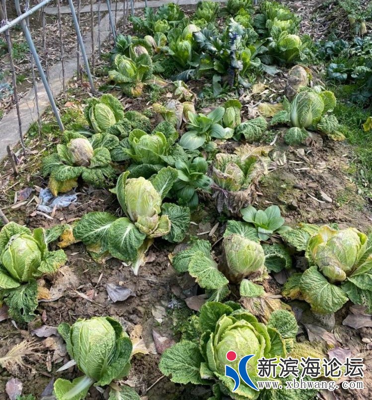 微信图片_20200203165832 - 副本.jpg